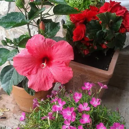 La Bella Nanina *